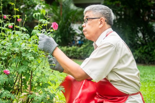 A happy and smiling Asian old elderly man is pruning twigs and flowers for a hobby after retirement in a home. Concept of a happy lifestyle and good health for seniors.